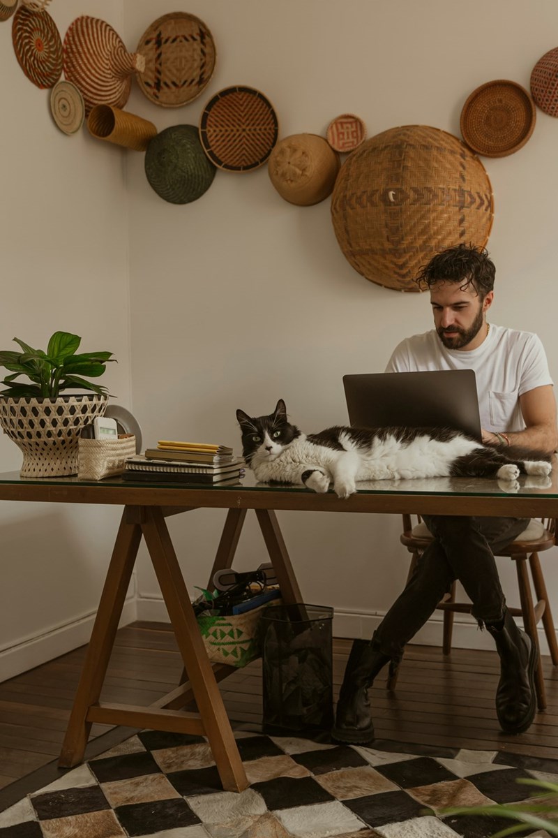 Remote worker using laptop at home office with black-and-white cat stretched across desk.