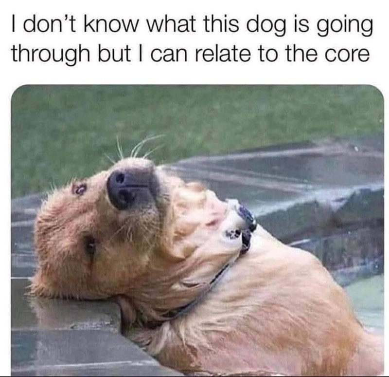 I don't know what this dog is going through but I can relate to the core