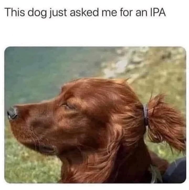 This dog just asked me for an IPA