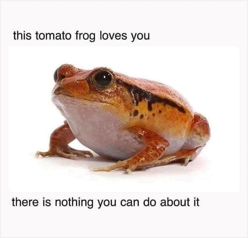 this tomato frog loves you there is nothing you can do about it
