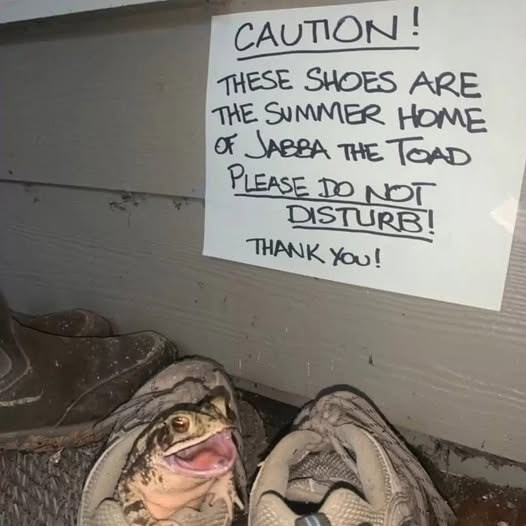 CAUTION! THESE SHOES ARE THE SUMMER HOME OF JABBA THE TOAD PLEASE DO NOT DISTURB! THANK YOU!