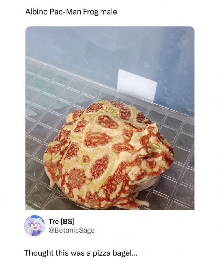 Albino Pac-Man Frog male Tre [BS] @BotanicSage Thought this was a pizza bagel...