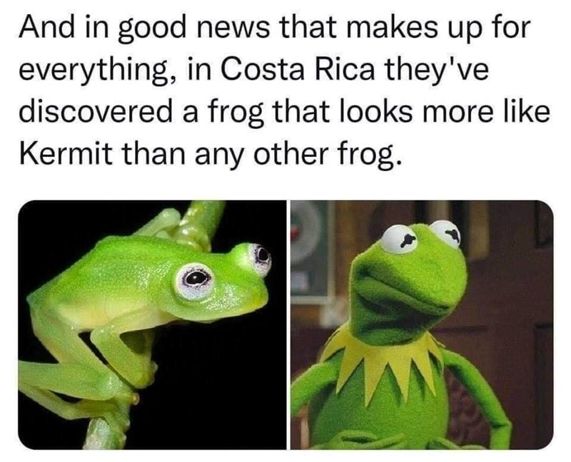 And in good news that makes up for everything, in Costa Rica they've discovered a frog that looks more like Kermit than any other frog.