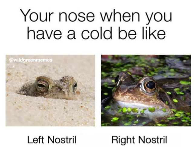 Your nose when you have a cold be like @wildgreenmemes Left Nostril Right Nostril
