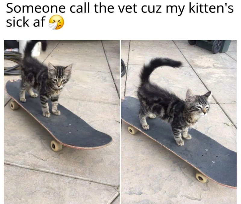 Someone call the vet cuz my kitten's sick af >