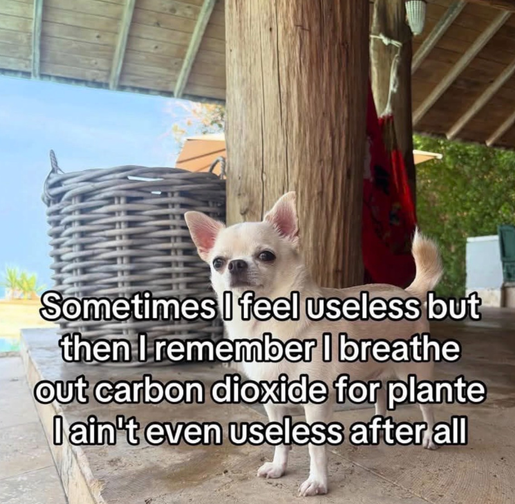 Sometimes I feel useless but then I remember I breathe out carbon dioxide for plante I ain't even useless after all