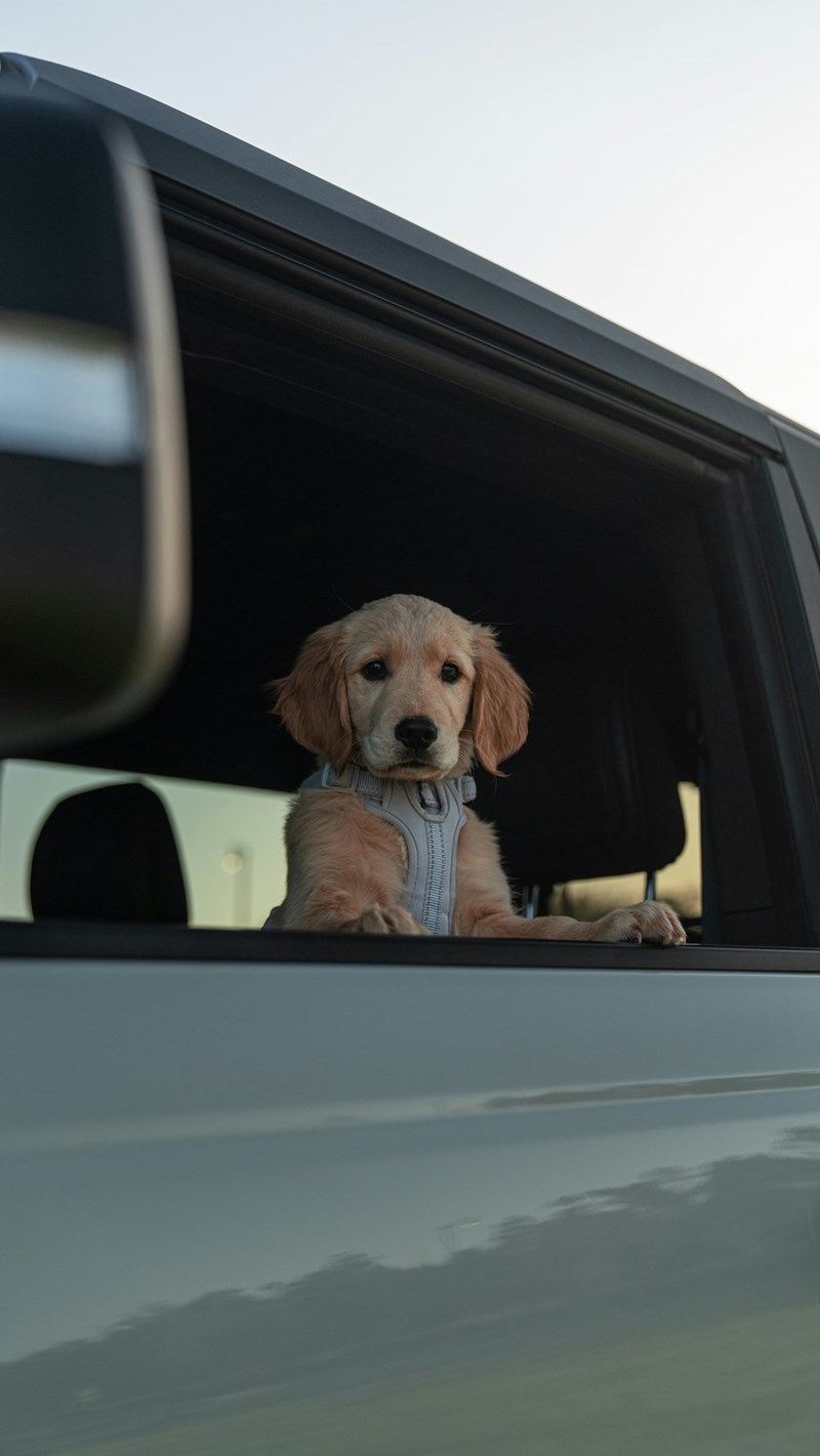 Cute little puppy in the front seat of a car looking out the window