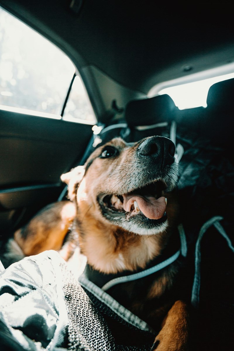 Medium-sized dog looking comfy and cozy and smiling in the backseat of a car