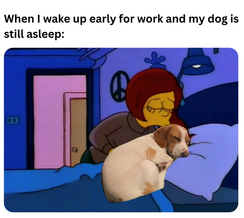 When I wake up early for work and my dog is still asleep: