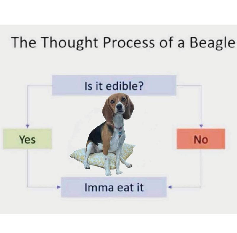 The Thought Process of a Beagle Yes Is it edible? Imma eat it No