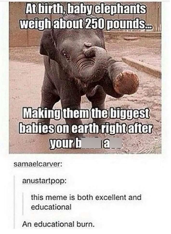 At birth, baby elephants weigh about 250 pounds... Making them the biggest babies on earth right after your b a samaelcarver: anustartpop: this meme is both excellent and educational An educational burn.