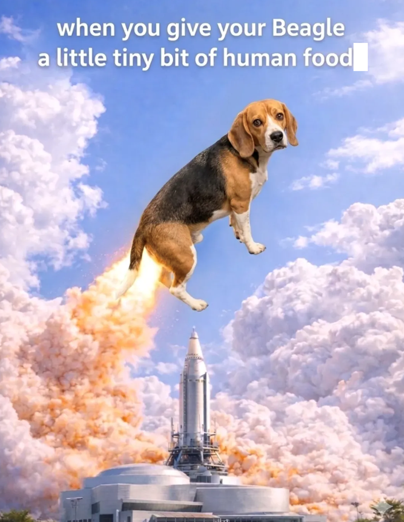 when you give your Beagle ***a little tiny bit of human food