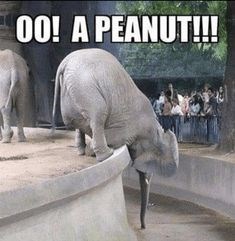 00! A PEANUT!!!
