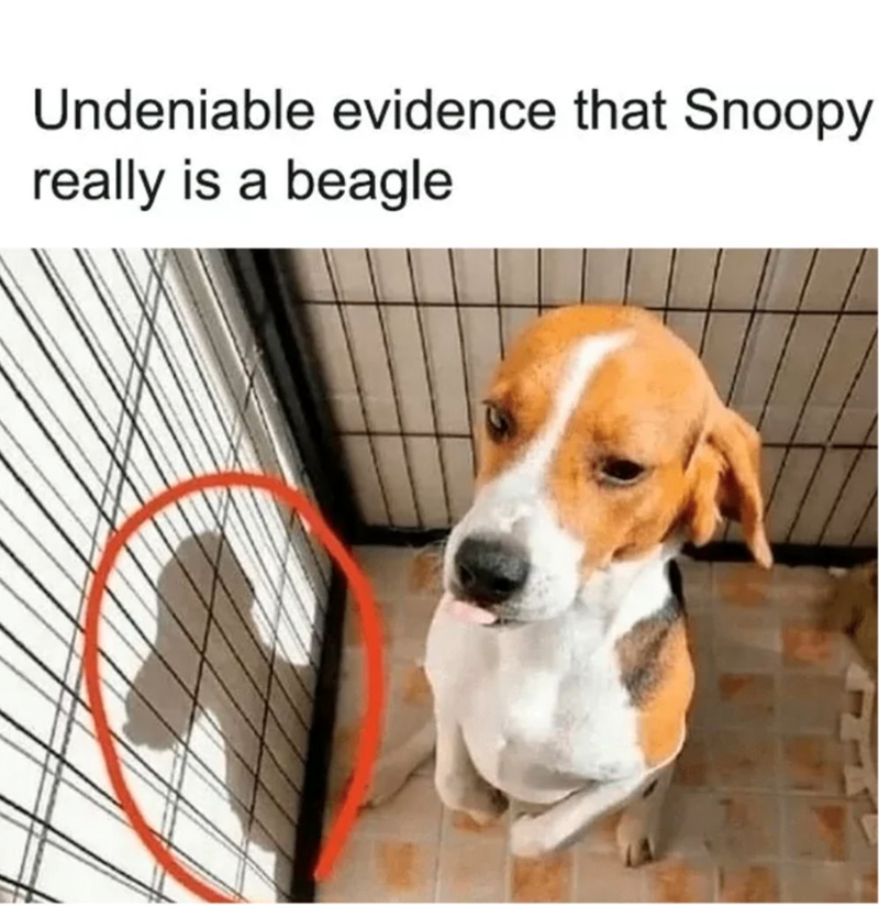 Undeniable evidence that Snoopy really is a beagle