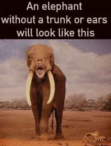 An elephant without a trunk or ears will look like this
