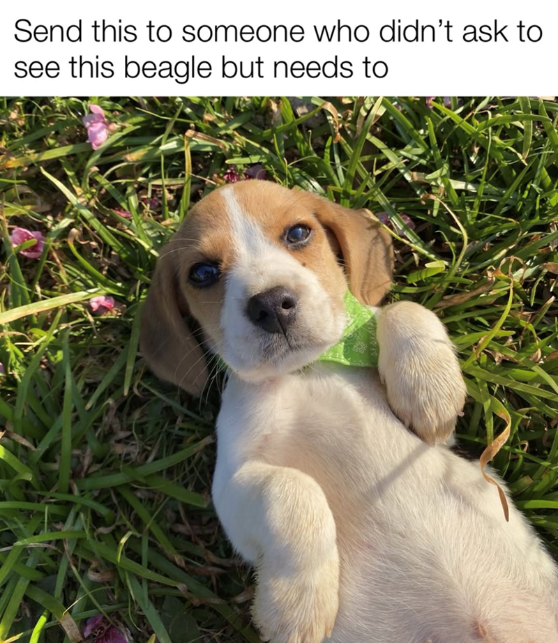 Send this to someone who didn't ask to see this beagle but needs to