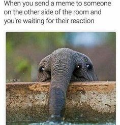 When you send a meme to someone on the other side of the room and you're waiting for their reaction BLUTALDE
