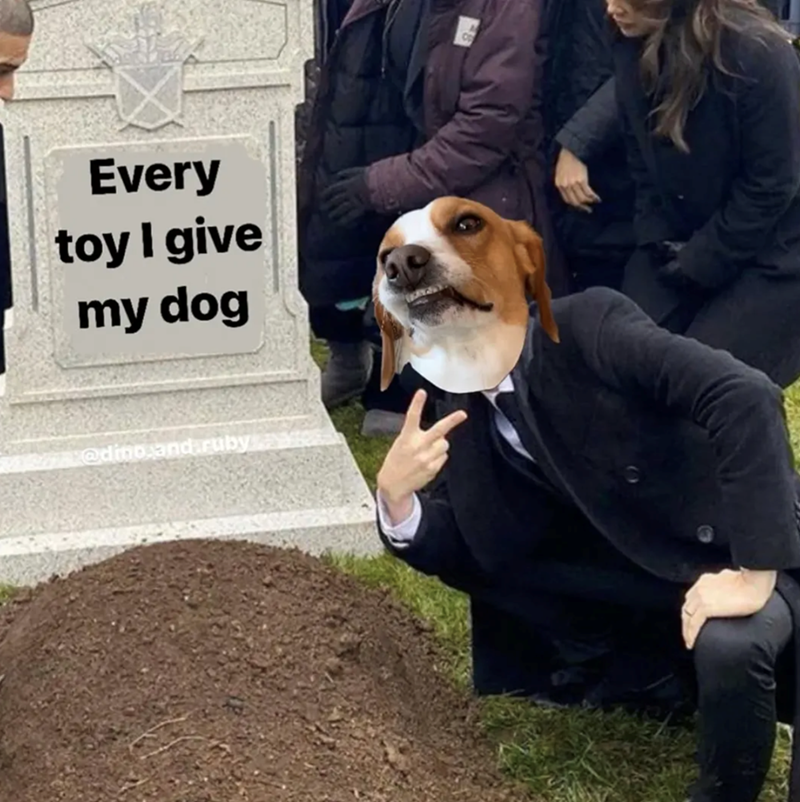 Every toy I give my dog @dino.and.ruby