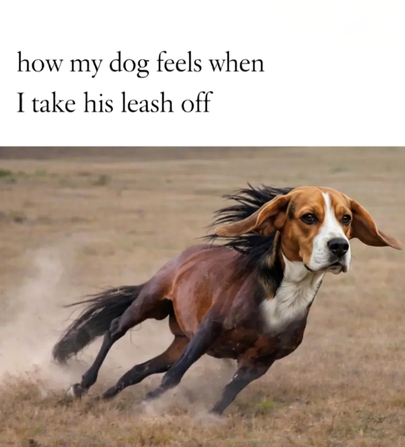 how my dog feels when I take his leash off