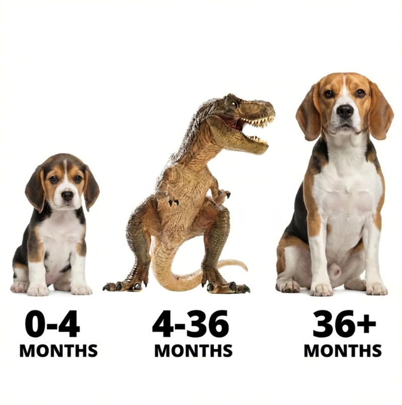 0-4 MONTHS 4-36 MONTHS 36+ MONTHS