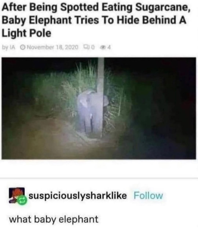 After Being Spotted Eating Sugarcane, Baby Elephant Tries To Hide Behind A Light Pole by IA O November 18, 2020 04 suspiciouslysharklike Follow what baby elephant