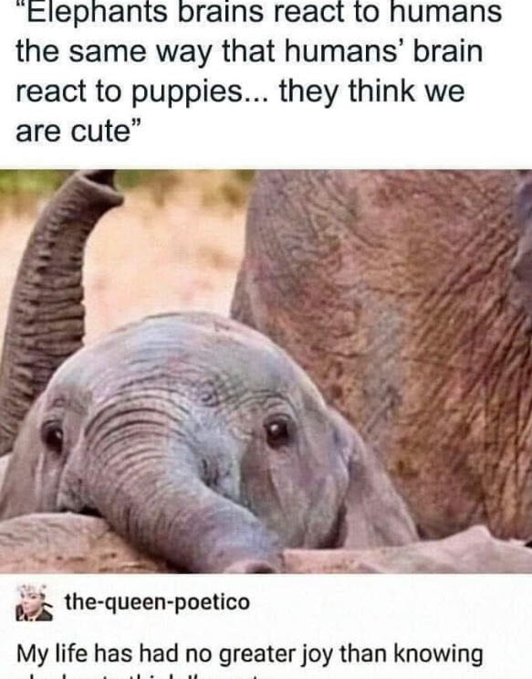 "Elephants brains react to humans the same way that humans' brain react to puppies... they think we are cute" the-queen-poetico My life has had no greater joy than knowing