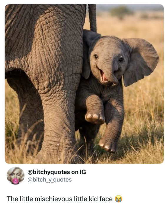 @bitchyquotes on IG @bitch_y_quotes The little mischievous little kid face