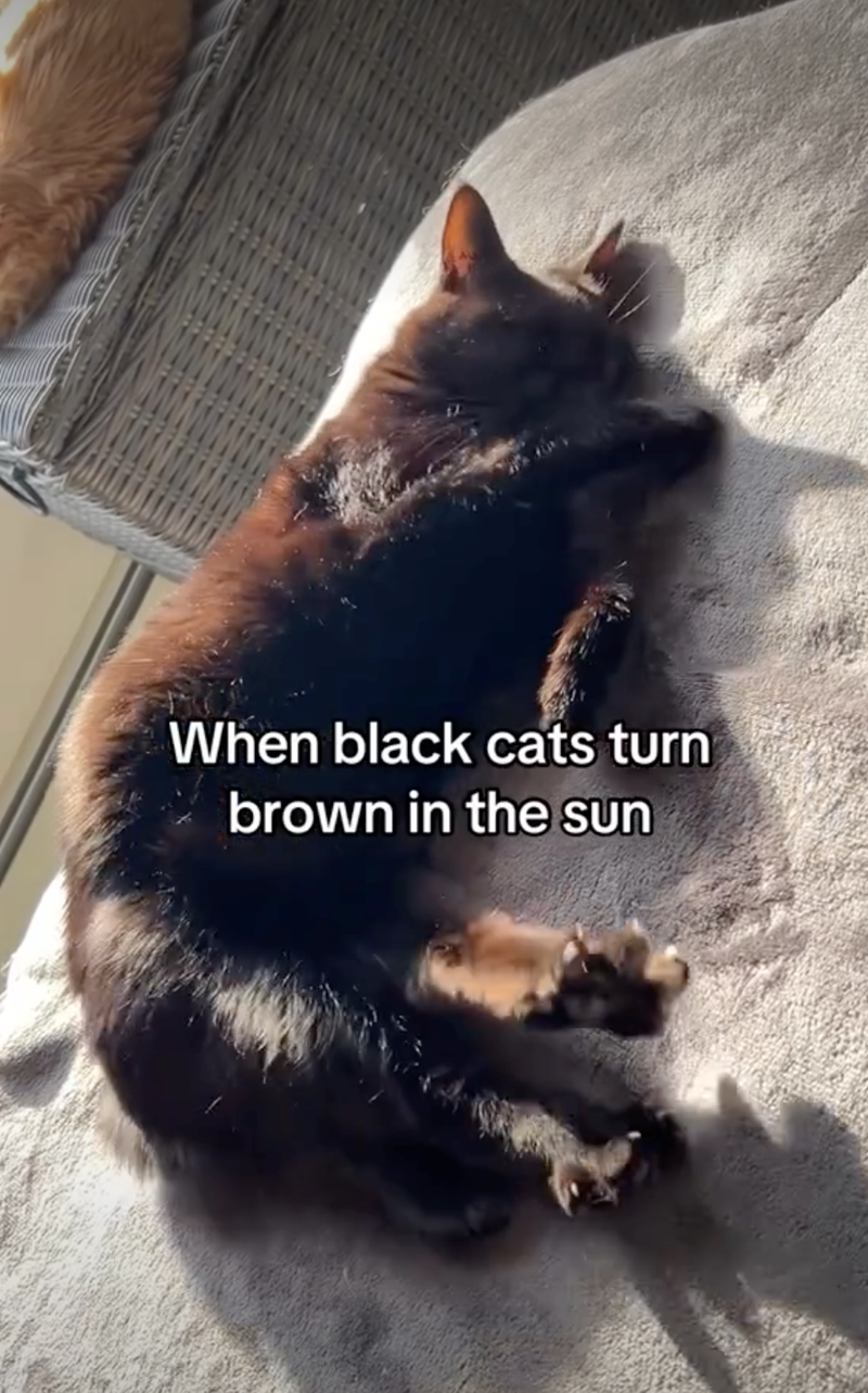 When black cats turn brown in the sun