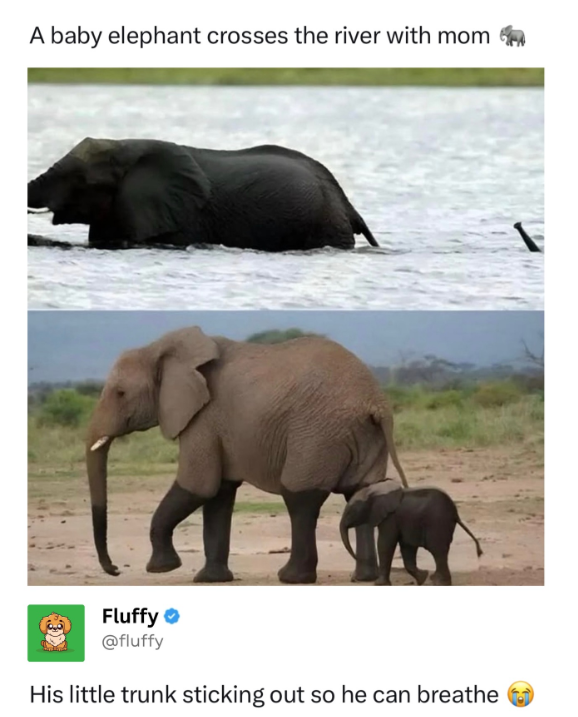 A baby elephant crosses the river with mom Fluffy @fluffy His little trunk sticking out so he can breathe