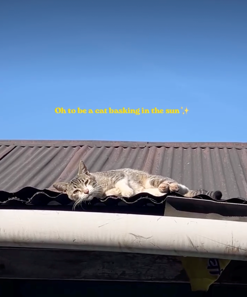 Oh to be a cat basking in the sun,+ चो