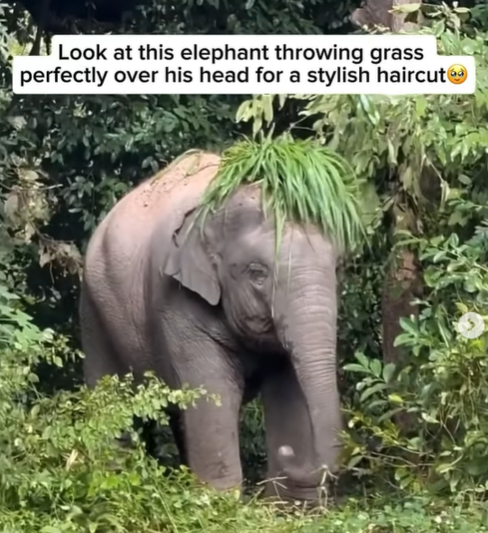 Look at this elephant throwing grass perfectly over his head for a stylish haircutⓇ