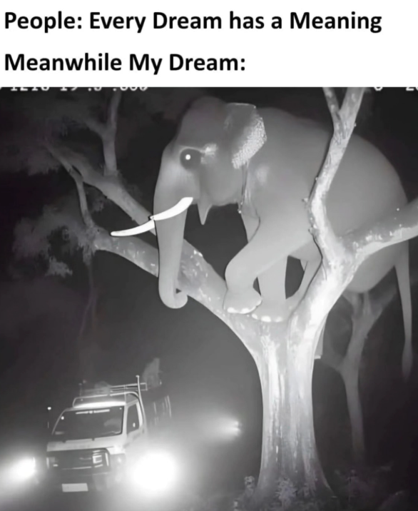People: Every Dream has a Meaning Meanwhile My Dream: