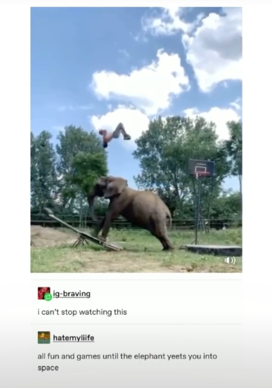 ig-braving i can't stop watching this hatemyliife all fun and games until the elephant yeets you into space