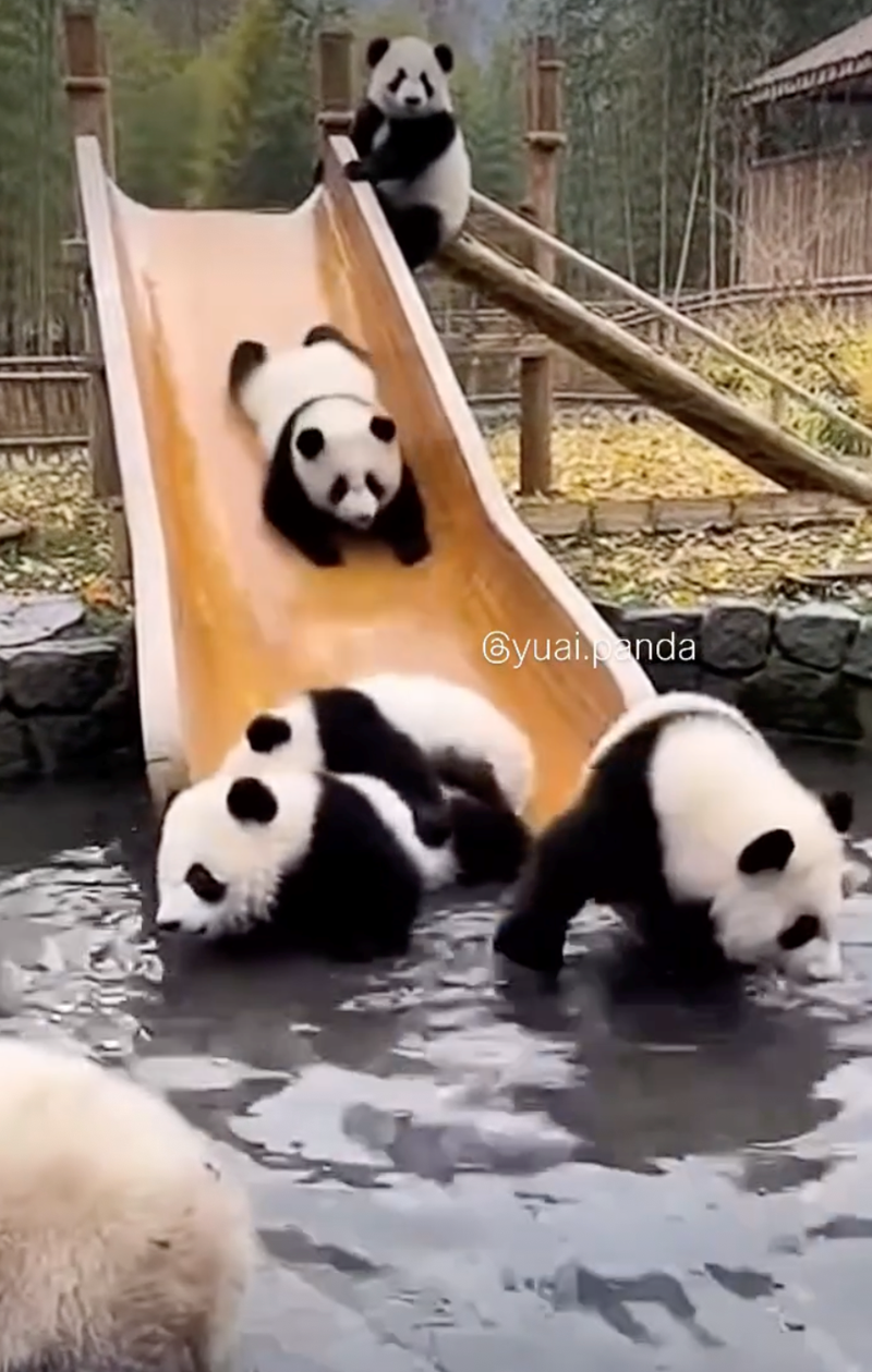 Gyuai.panda