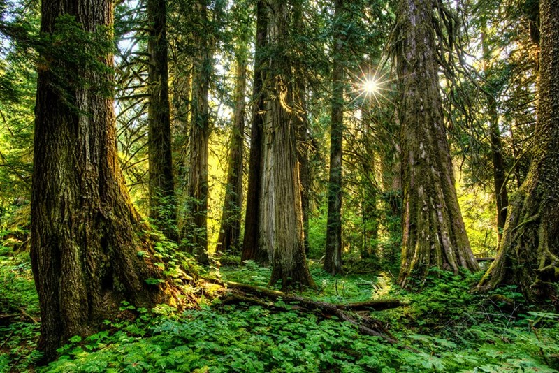 Forest of large old trees in the PNW.
