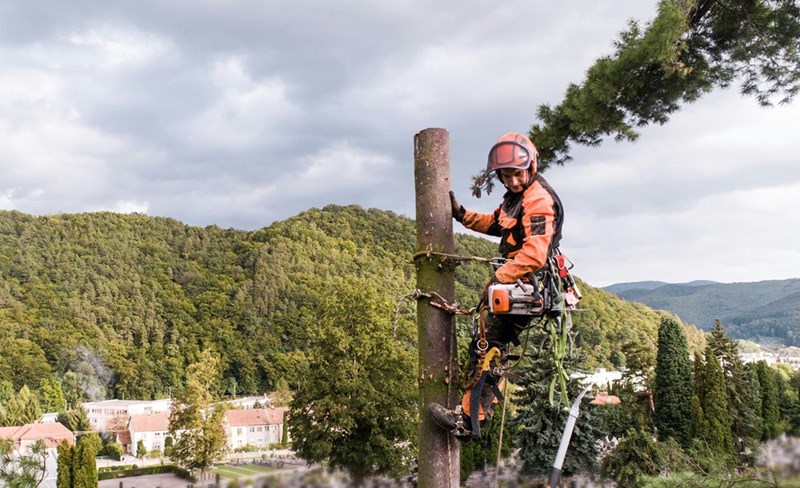 Man stands high in the air, preparing to cut down a tree.
