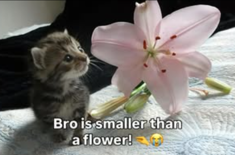 Bro is smaller than a flower!