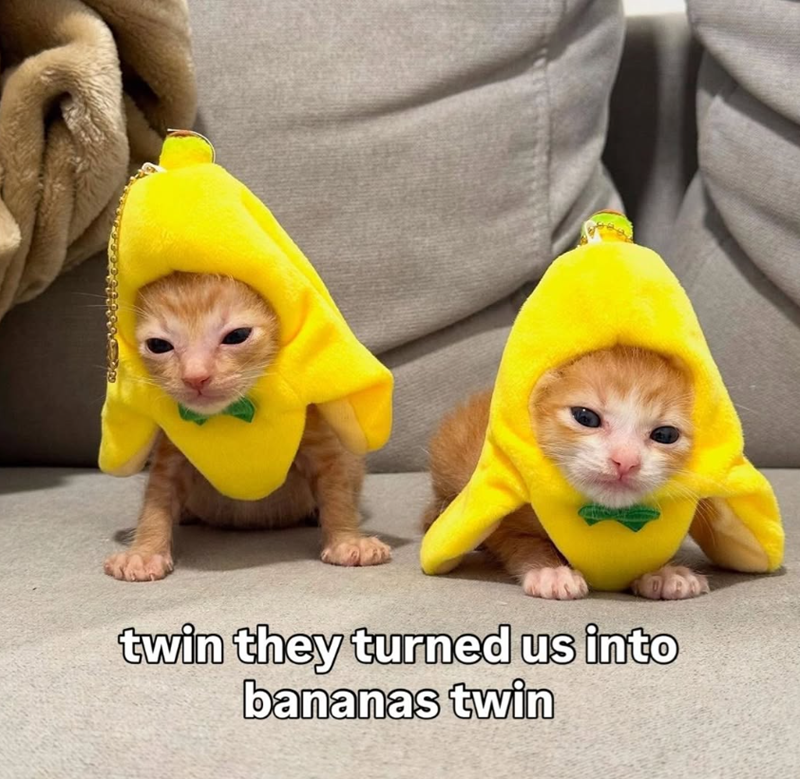 twin they turned us into bananas twin