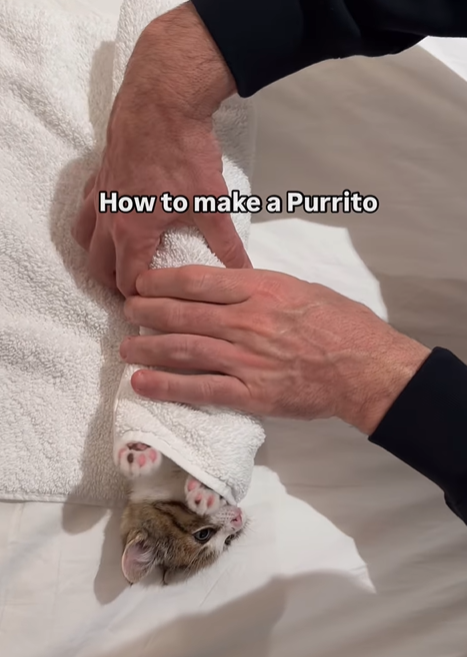 How to make a Purrito