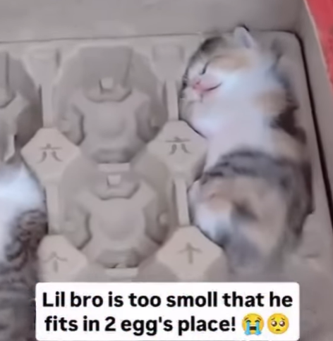 六 Lil bro is too smoll that he fits in 2 egg's place!