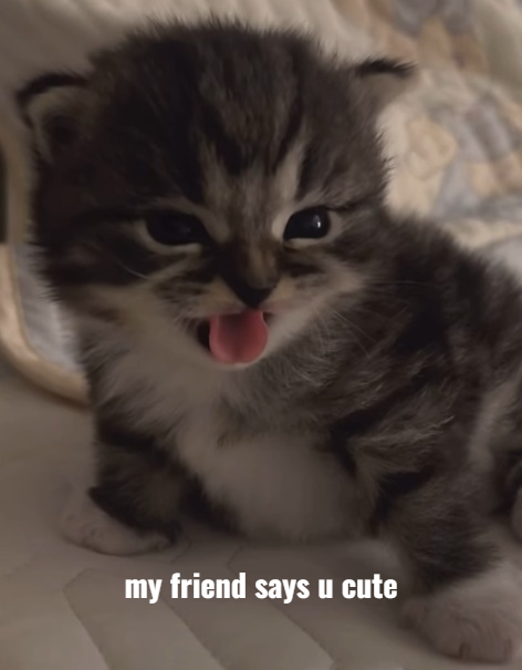 my friend says u cute