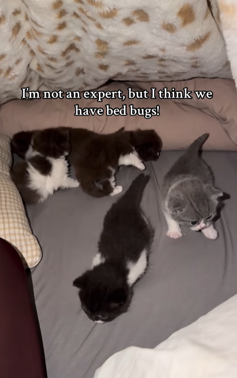 I'm not an expert, but I think we have bed bugs!