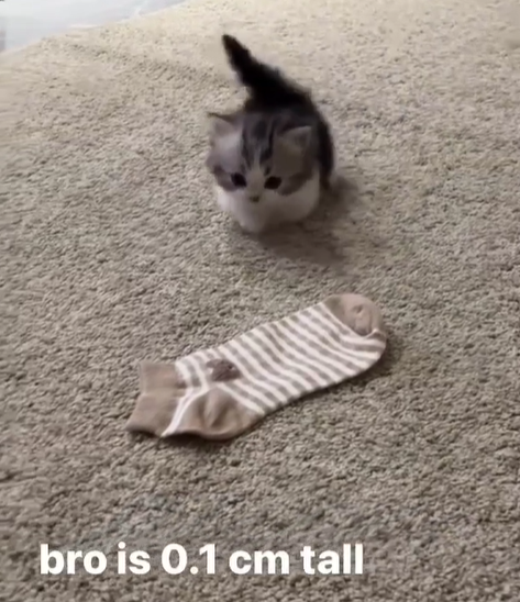 bro is 0.1 cm tall