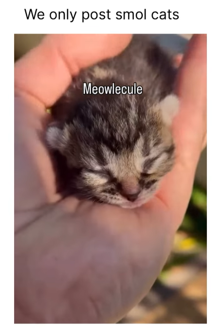 We only post smol cats Meowlecule