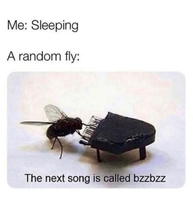 Me: Sleeping A random fly: The next song is called bzzbzz