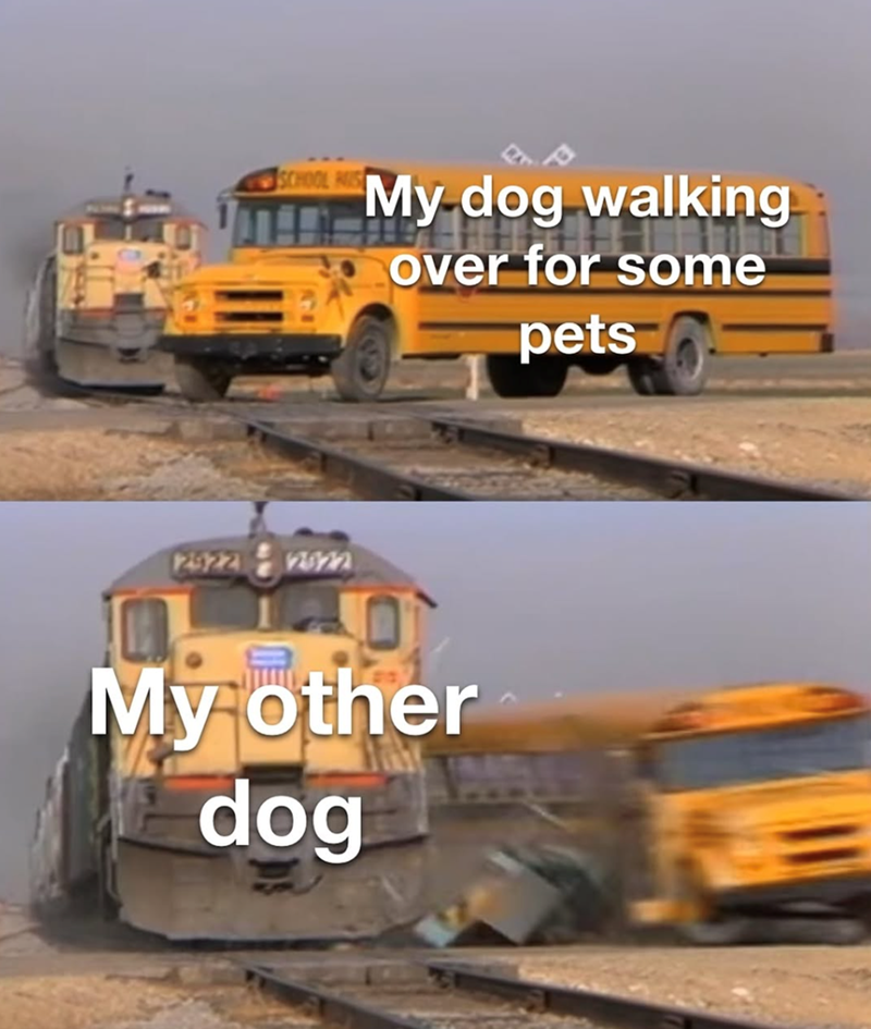 SCHOOL 2922 2822 My dog walking over for some pets My other dog
