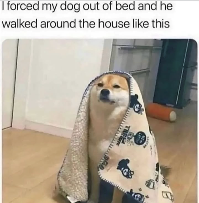 I forced my dog out of bed and he walked around the house like this