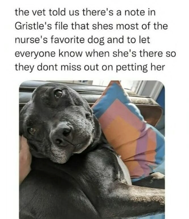 the vet told us there's a note in Gristle's file that shes most of the nurse's favorite dog and to let everyone know when she's there so they dont miss out on petting her
