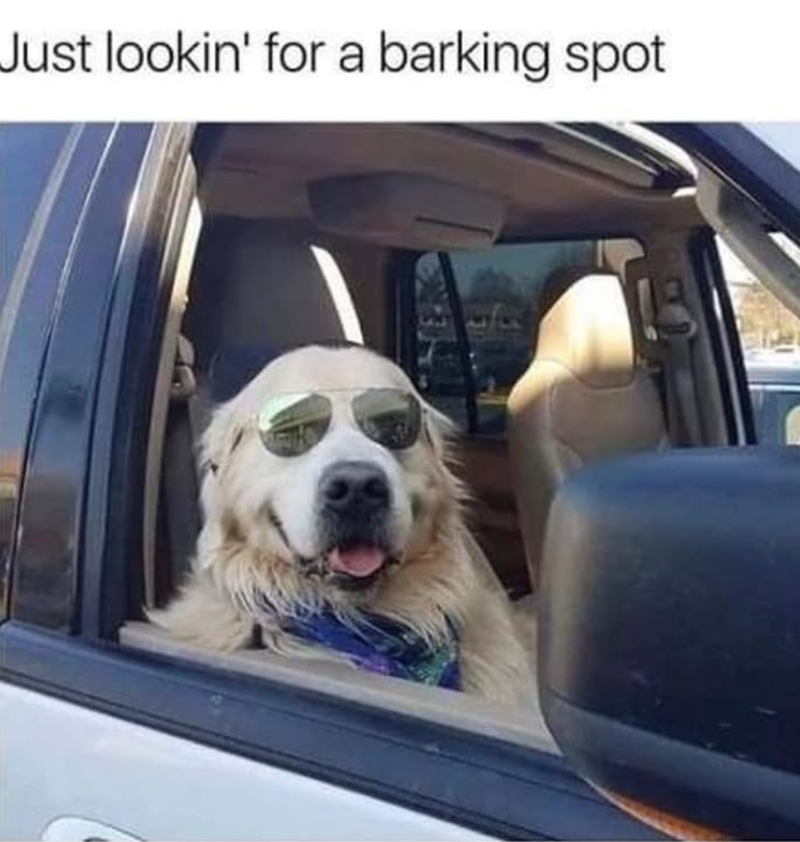 Just lookin' for a barking spot TH