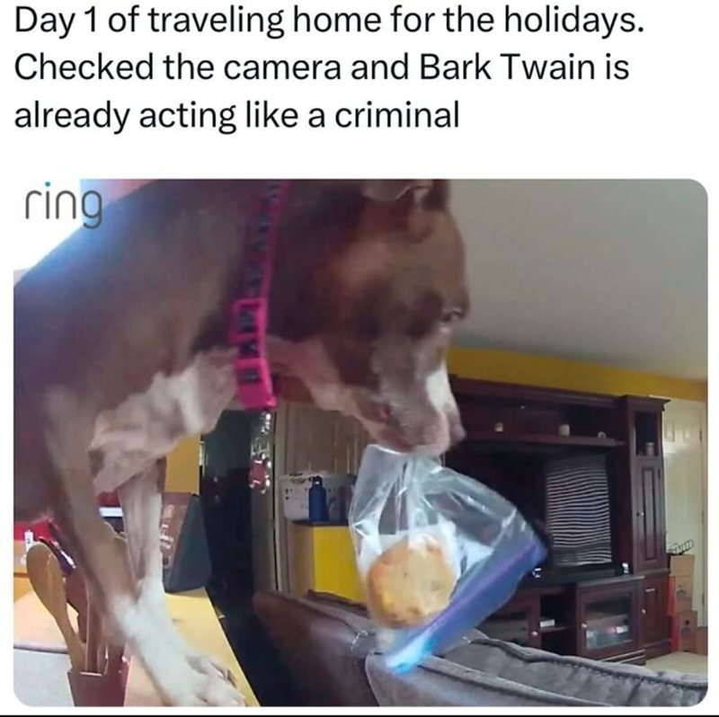 Day 1 of traveling home for the holidays. Checked the camera and Bark Twain is already acting like a criminal ring